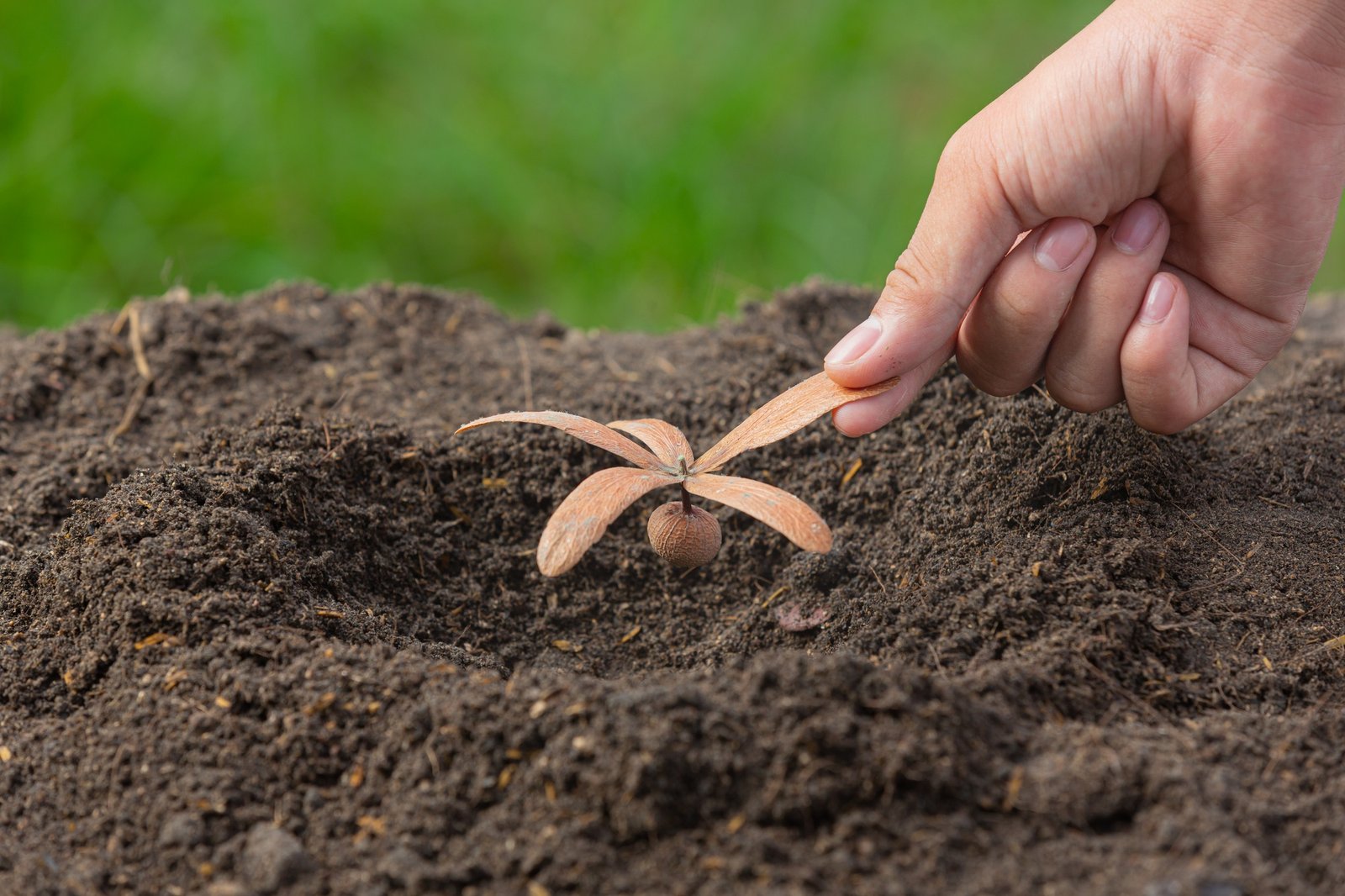 Seeds Popping Out of Soil When Worm Fertilize Ftb' on trendmagazinehub.com